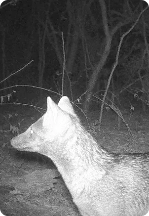 Especialista da Renova Ambiental em campo